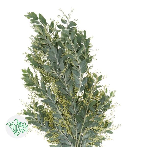 Acacia Denis Boden