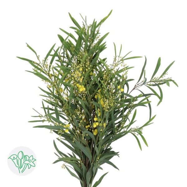 Acacia Floribunda