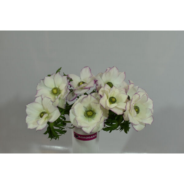 Anemone Edge Light Pink