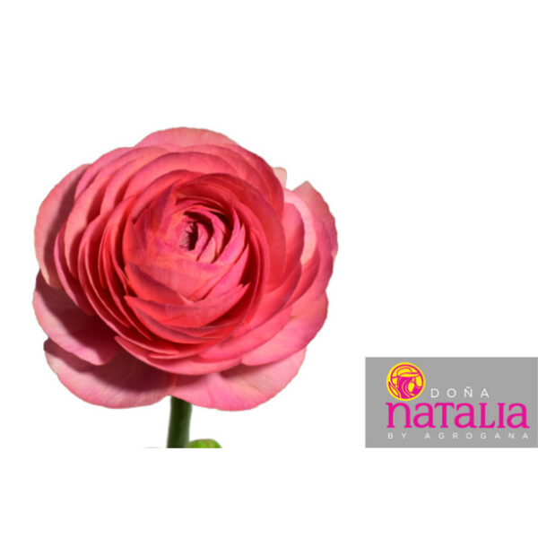 Ranunculus Clooney Fragolino