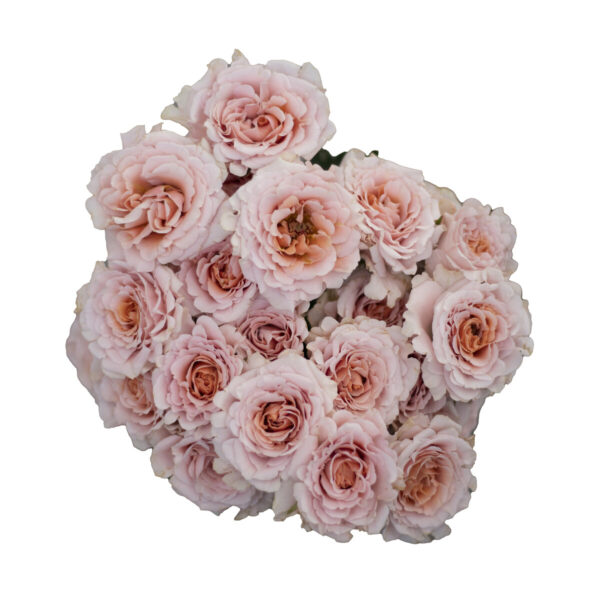 Rose Spray Be Loving