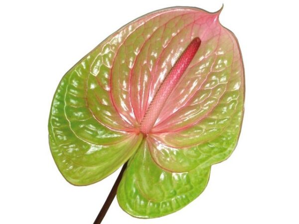 Anthurium Avo Danielle