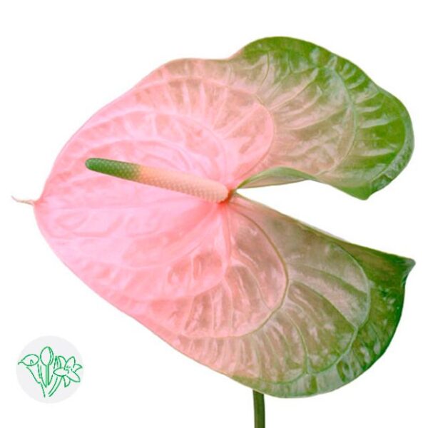 Anthurium Avo Gabriella