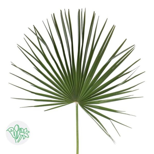 Chamaeropsis Leaf