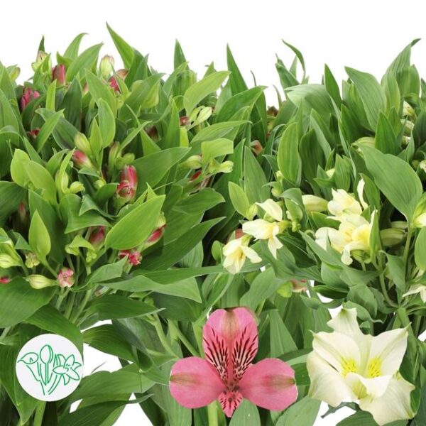 Alstroemeria Florinca Assorted