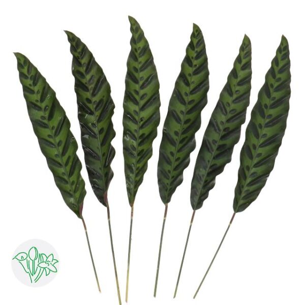 Calathea Insignes