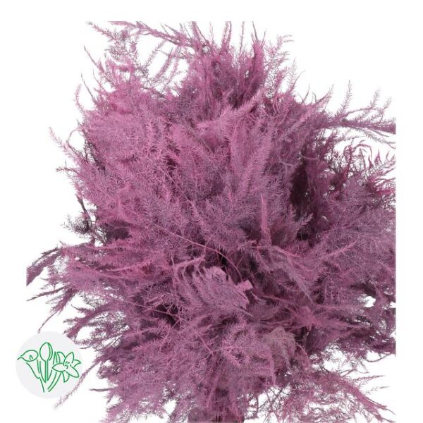 Asparagus Setaceus Dyed Feathers New Rose