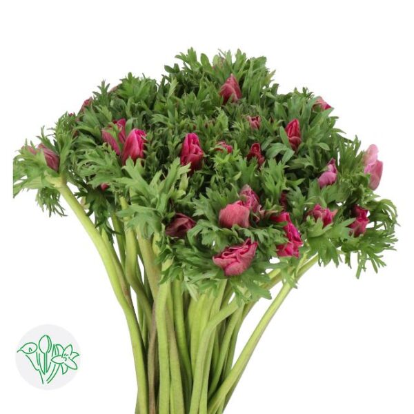 Anemone Marianne Orchid