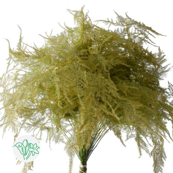 Asparagus Setaceus Dyed Feathers Yellow