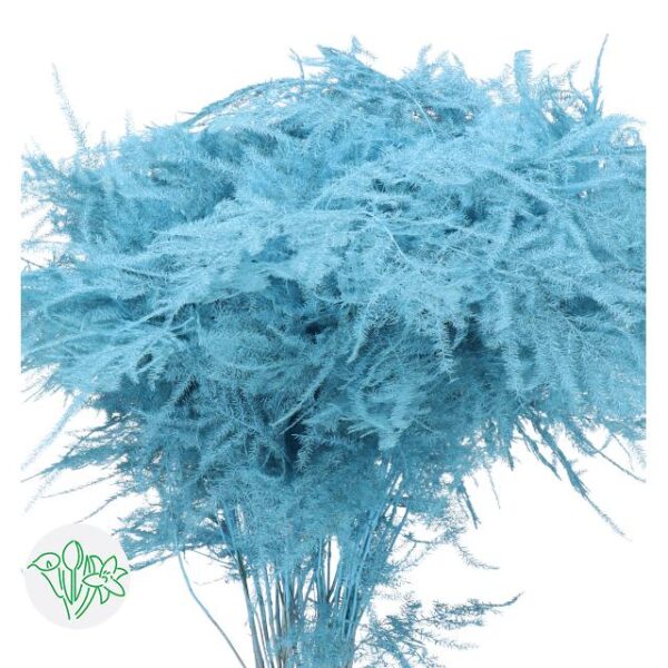 Asparagus Setaceus Dyed Feathers Light Blue