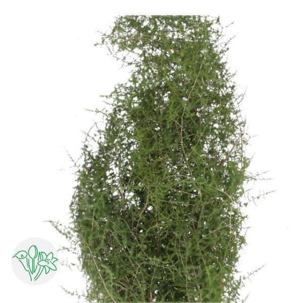 Asparagus Sauvage