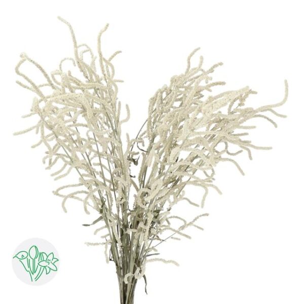 Amaranthus Yearning Desert