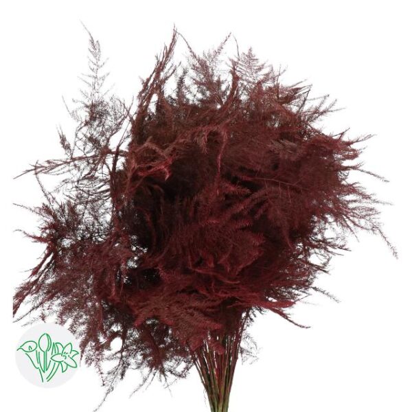 Asparagus Dyed Feathers Burgundy