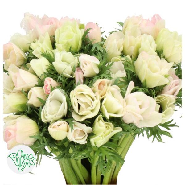 Anemone Mistral Light Pink Super