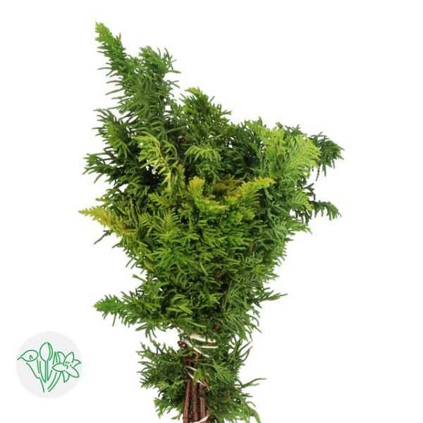 Chamaecyparis Tetragona