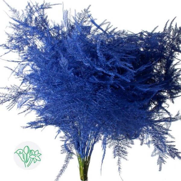 Asparagus Setaceus Dyed Feathers Dark Blue