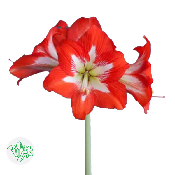 Amaryllis Sonatini Eye Catcher