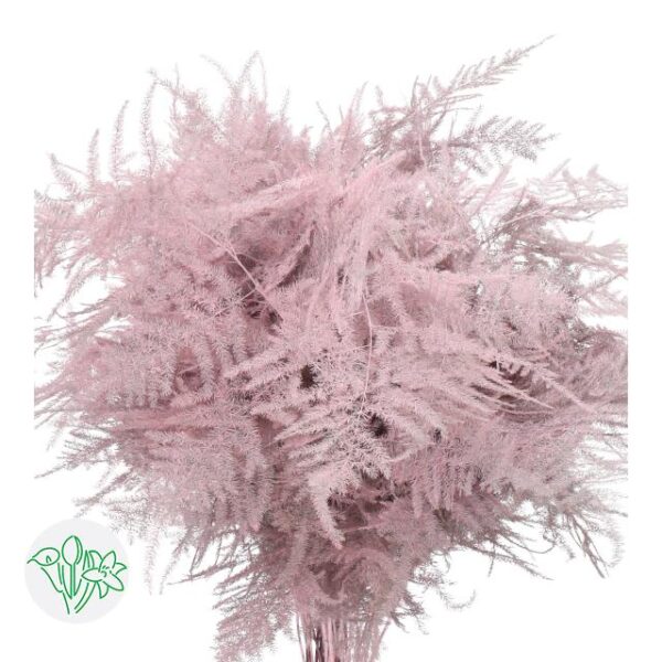 Asparagus Setaceus Dyed Feathers Light Pink