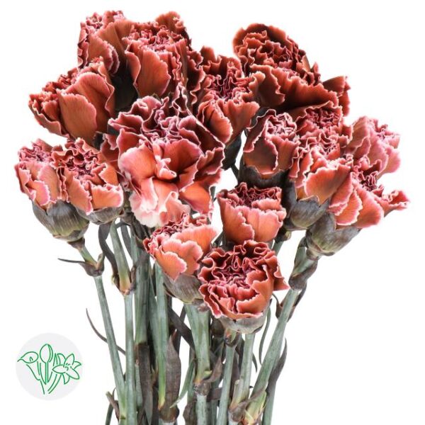 Carnation Dyed Brownies