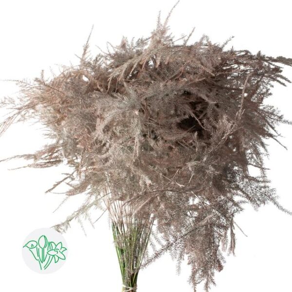 Asparagus Dyed Feathers Apricot
