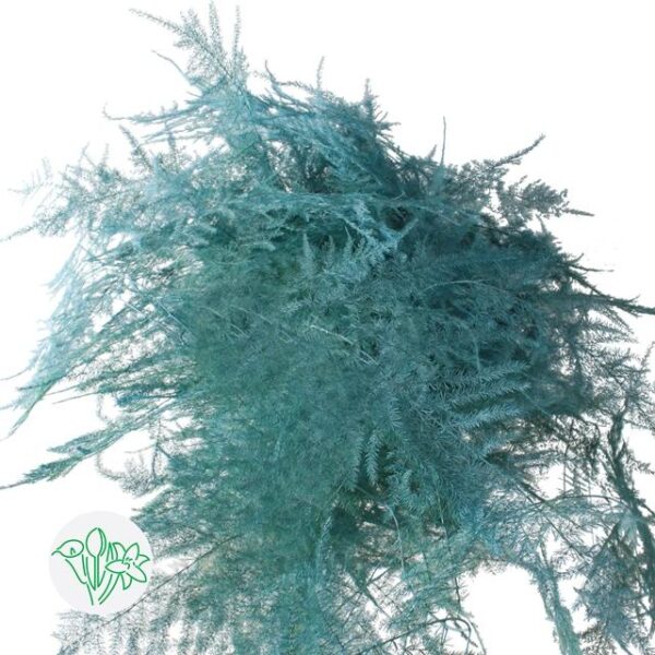 Asparagus Setaceus Dyed Feathers Blue Ice