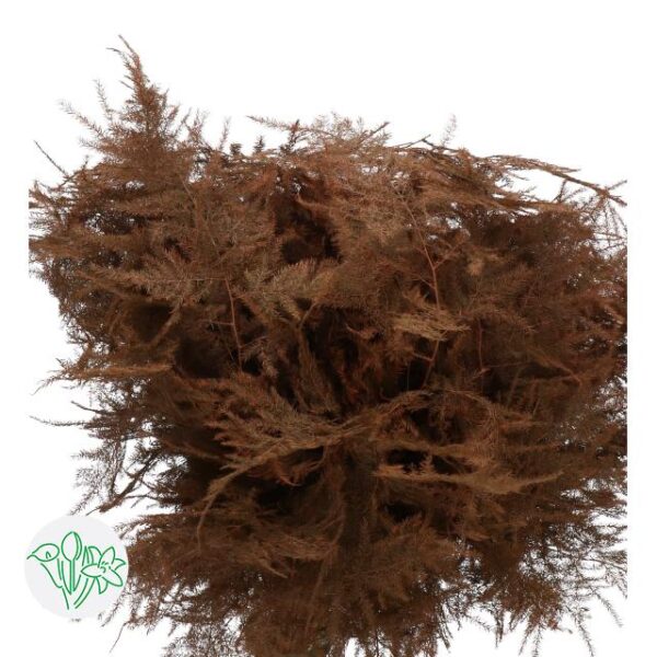 Asparagus Dyed Feathers Brown