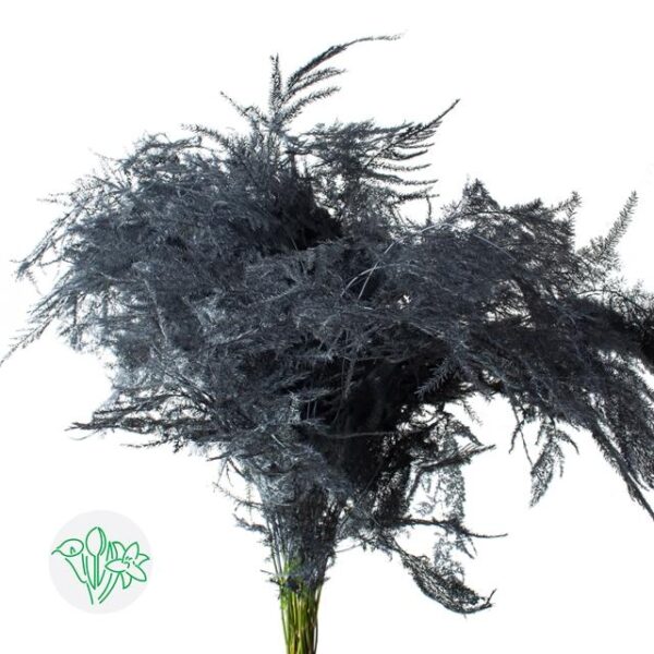 Asparagus Setaceus Dyed Feathers Gray