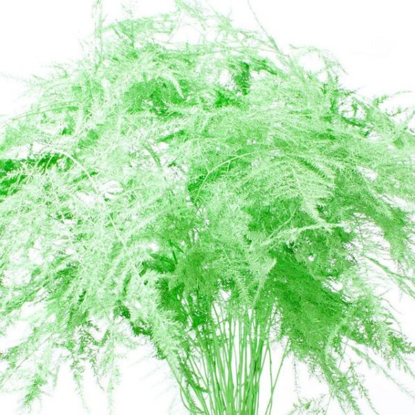 Asparagus Setaceus Dyed Feathers Apple Green