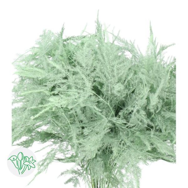 Asparagus Setaceus Dyed Feathers Mint Green
