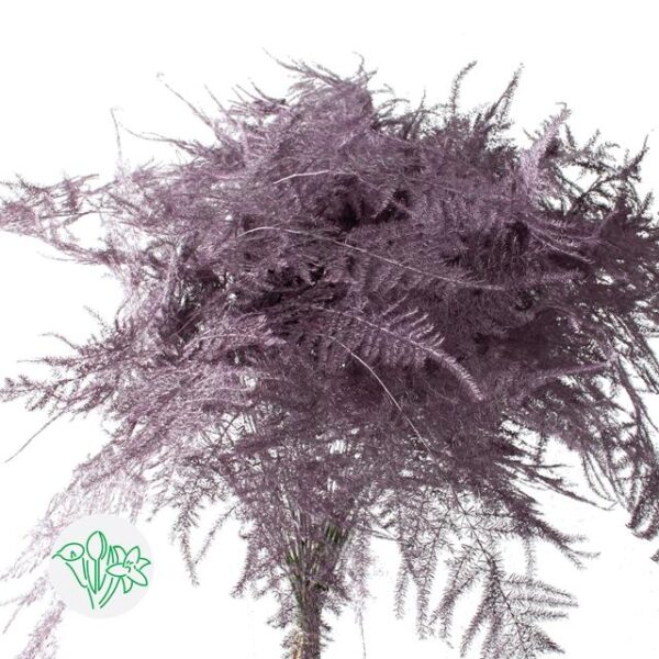 Asparagus Setaceus Dyed Feathers Rose Gold