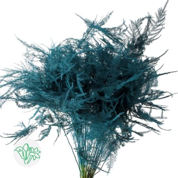 Asparagus Setaceus Dyed Feathers Turquoise
