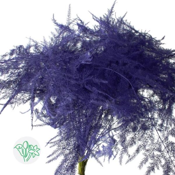 Asparagus Setaceus Dyed Feathers Dark Violet