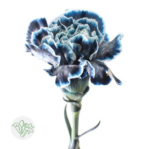 Carnation Dyed Navy