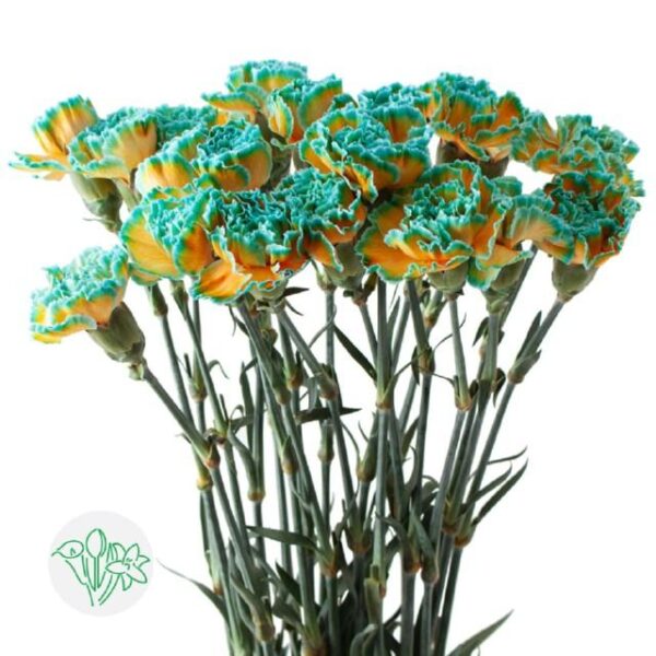 Carnation Dyed Curacao