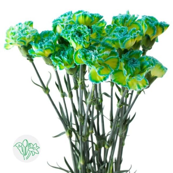 Carnation Dyed Dbl Mint