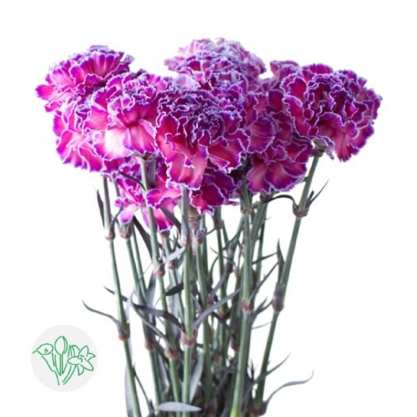 Carnation Dyed Expression