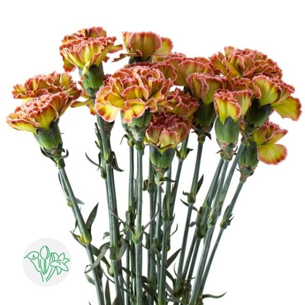 Carnation Dyed Hortensia