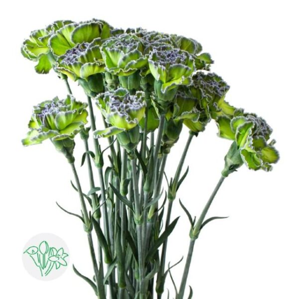 Carnation Dyed Polar Light