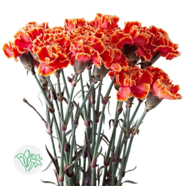 Carnation Dyed Roma
