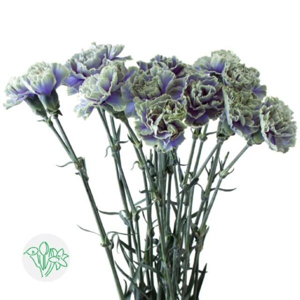 Carnation Dyed Purple Fresh