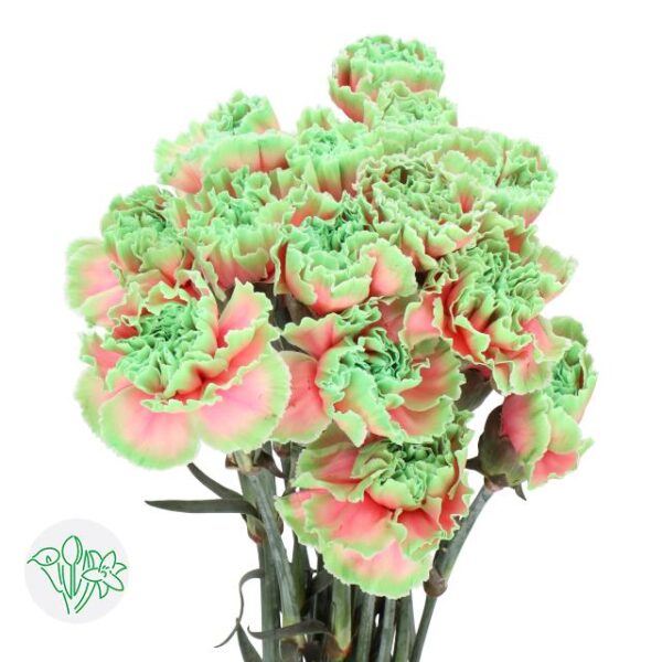 Carnation Dyed Bubblicious