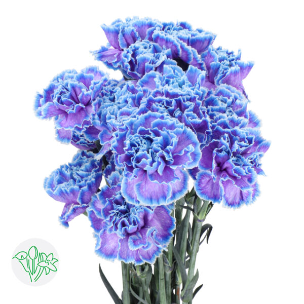 Carnation Dyed Blue Lagoon