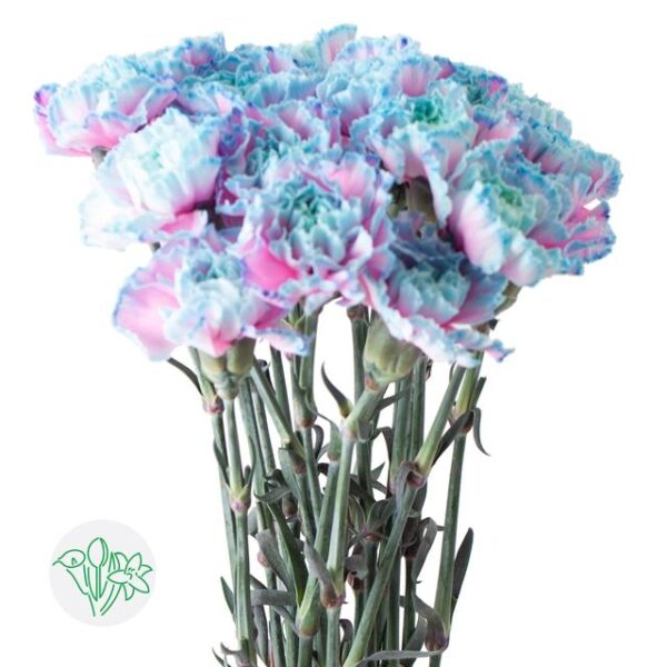 Carnation Dyed Bubblegum