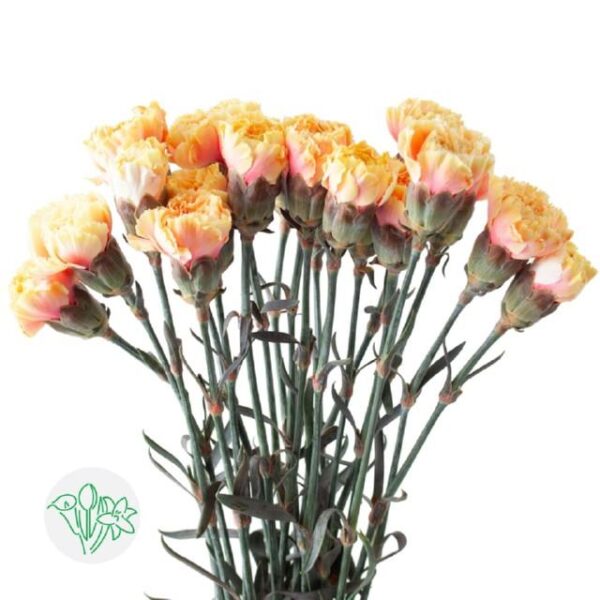 Carnation Dyed Sunshine
