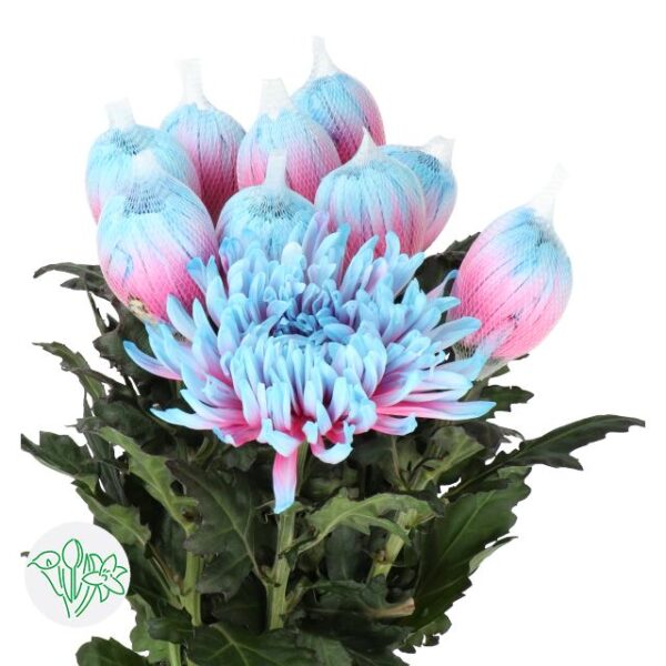 Chrysanthemum Dyed Antonov Bubblegum