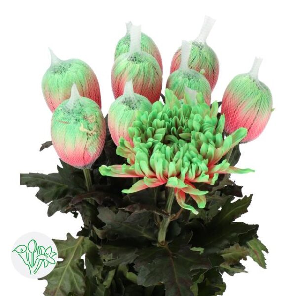 Chrysanthemum Dyed Antonov Bubblicious