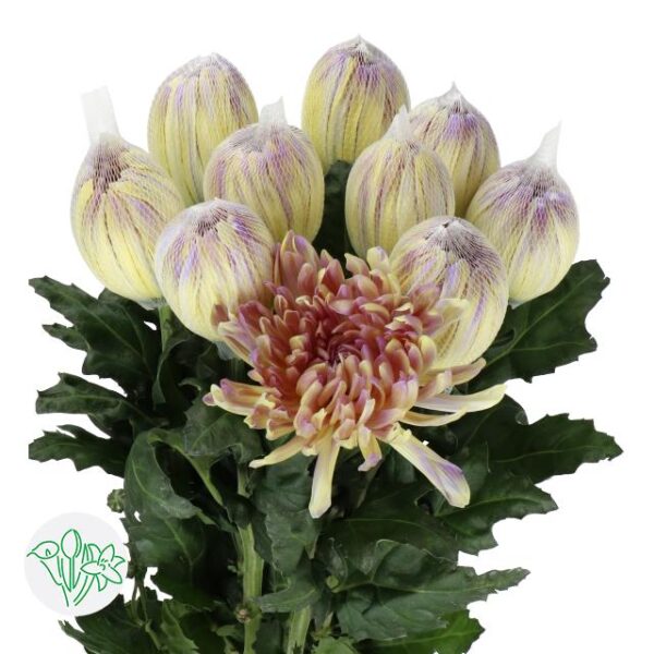 Chrysanthemum Dyed Antonov Butterfly