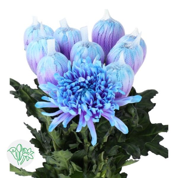 Chrysanthemum Dyed Antonov Blue Lagoon