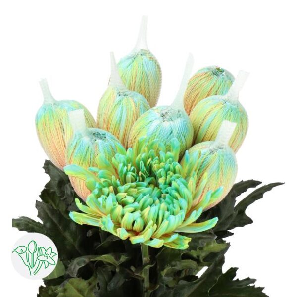 Chrysanthemum Dyed Antonov Curacao