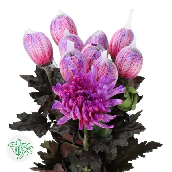 Chrysanthemum Dyed Antonov Expression